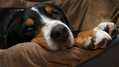 dogs roll for attention dogs roll for attention
