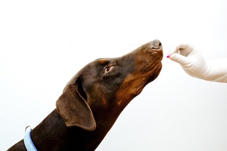 how to give your dog a pill how to give your dog a pill