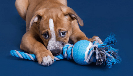 how to make dog rope toys