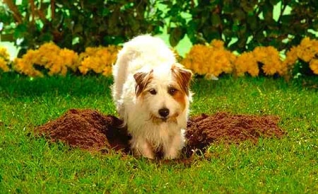 how to stop a dog from digging how to stop a dog from digging