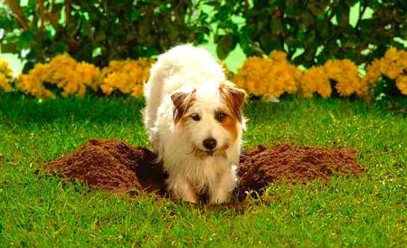 how to stop a dog from digging