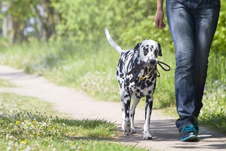 how to train your dog to walk without a leash