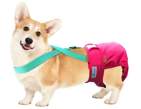 keep dog diapers from falling