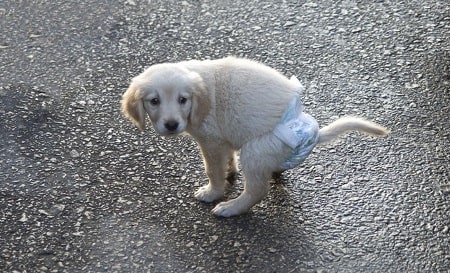 make dog diaper using baby diapers