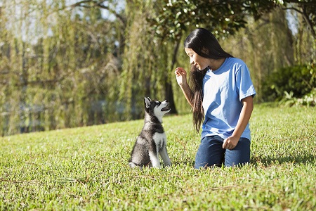 off leash dog training