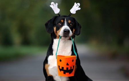 safety tips for making dog diaper safety tips for making dog diaper