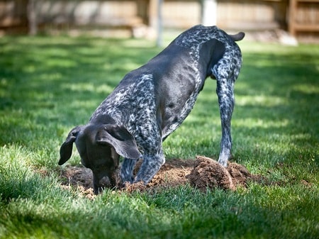 stop dog from hole digging