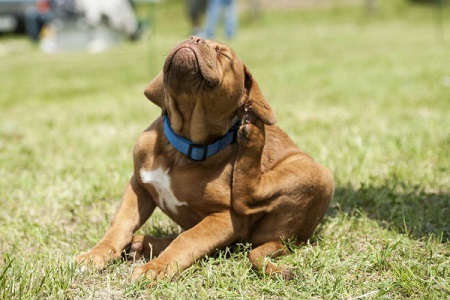 symptoms of flea bites on dog symptoms of flea bites on dog