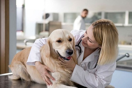 tips to give your dog his pills