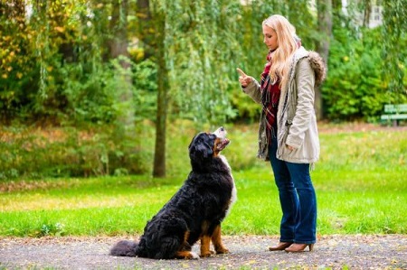 train your dog the down technique