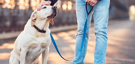 walk your dog to give him his pill