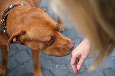 wash your hands properly before giving your dog his medicine