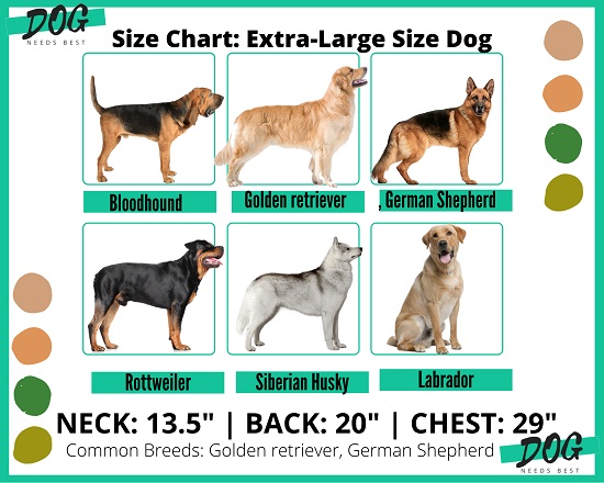 Dog sizing chart for extra large size dogs