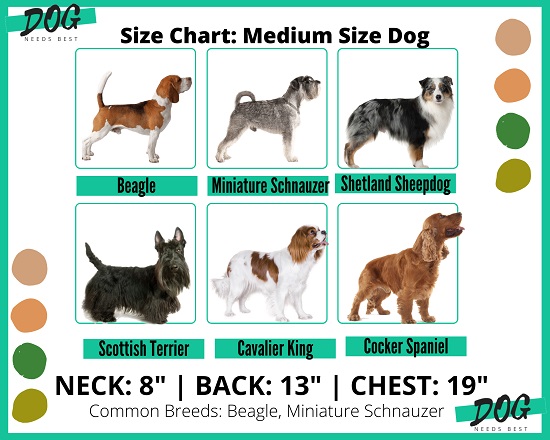 Dog sizing chart for medium size dogs