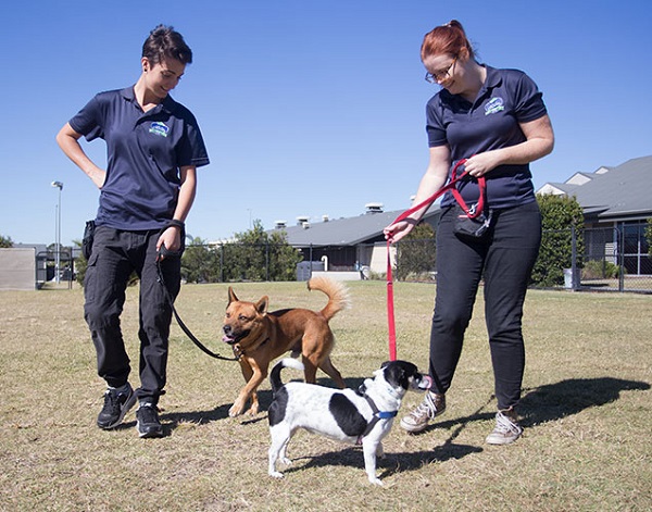 How to Train Your Rescue Dog Tips by Experts