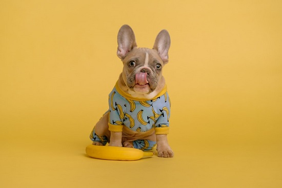 How to take measurements for a dog clothes How to take measurements for a dog clothes