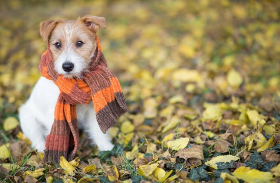 How to take measurements for making a dog collar