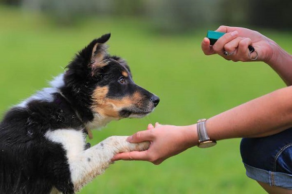 To train your rescue dog with basic training