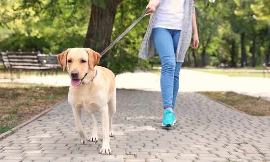 proper way to hold a dog leash