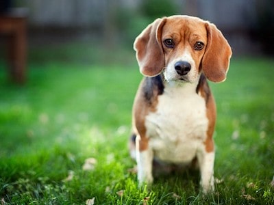 Dog Sits Down Due to Fear