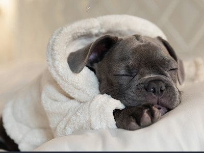 Dog Sleeping Peacefully Dog Sleeping Peacefully