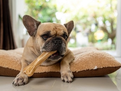 Dog Hiding Treat Because of Fear