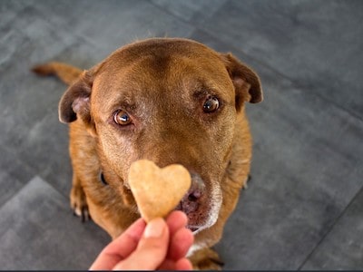 Dog Looking at Treat Dog Looking at Treat