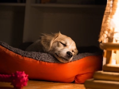 Dog Bed Dog Bed