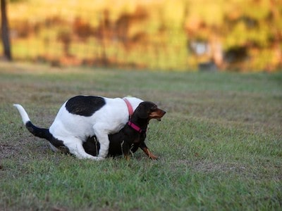 Dog Humping