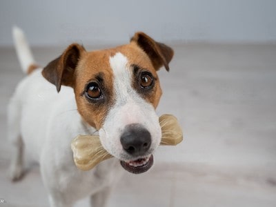 Dog Having Treat Dog Having Treat