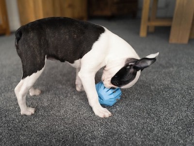 Dog Playing With Toys