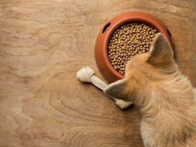 Dog Eating Food