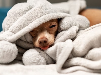 Dog Sleeping Dog Sleeping