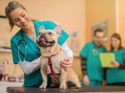 Dog Consulting a Vet