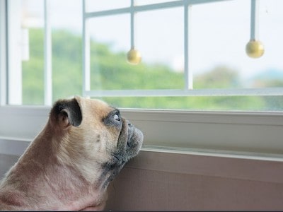 Dog Staring Outside the Window