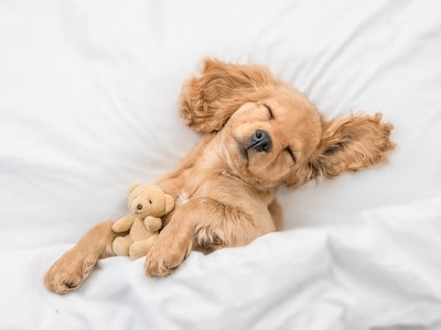 Dog Sleeping With Toy Dog Sleeping With Toy