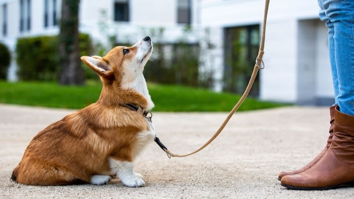 Dog Sitting Down