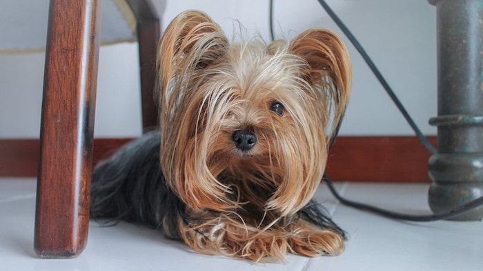 Dog Sitting Under Chair