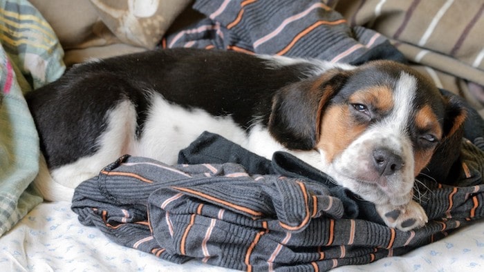 Dog Sleeps on Clothes