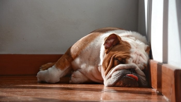 Dog Sleeping With Tongue Out