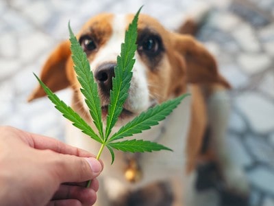 Dog With Marijuana Leaf