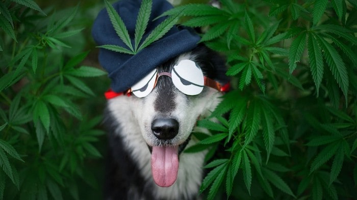 Dog Get Stoned