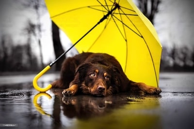 Dog Staying Out During the Rain