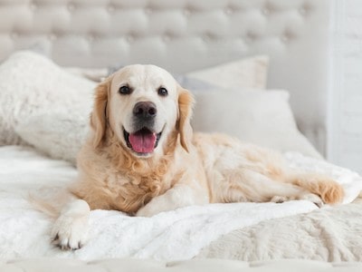 Preventing Dogs from Pooping on Bed
