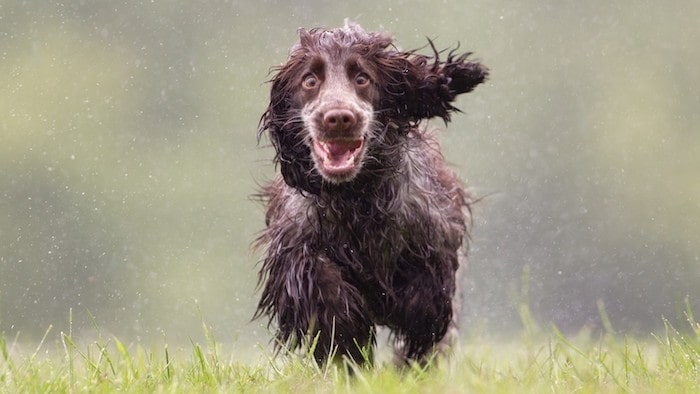 Dog Enjoying the Rain