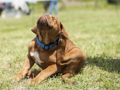 Reason Behind Dog Scratching Reason Behind Dog Scratching