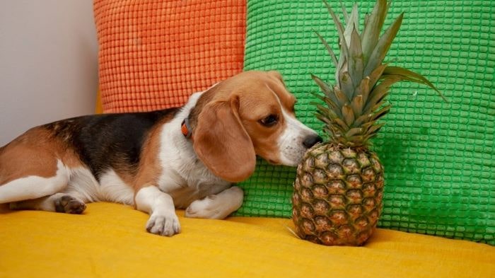 Dogs Eat Pineapple