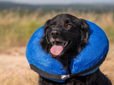 Neck Pillow Collar