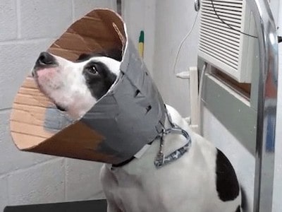 Paper Dog Cone Collar
