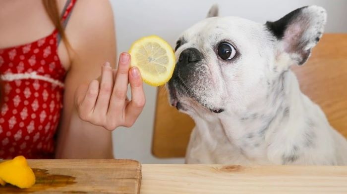 Can dogs eat lemons?